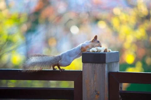 Siberian squirrel on the tree with bread in his mouth3 Stock Photos