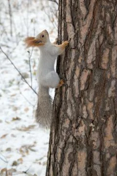 Siberian squirrel up the trunk Stock Photos
