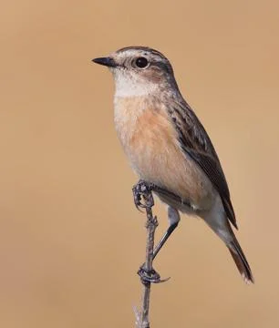 Siberian stone chat Stock Photos