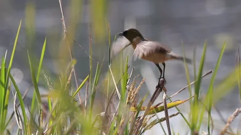 The Siberian stonechat bird. Stock Footage 305932166