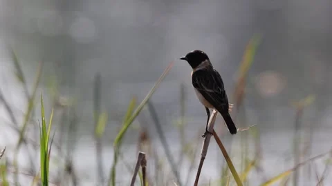 The siberian stonechat Stock Footage 305932171