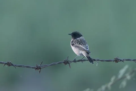 Siberian Stonechat perched on a barbed wire fence near Velavadar 库存照片