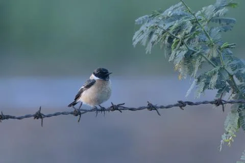 Siberian stonechat perched on a barbed wire fence in Velavadar India 库存照片