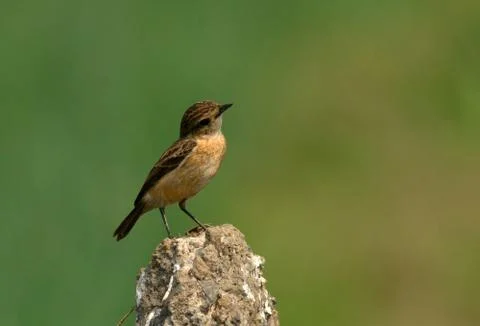 Siberian stonechat Stock Photos