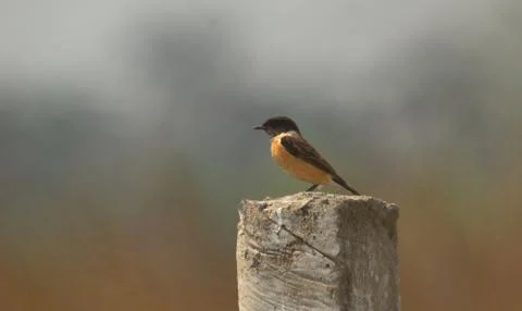 Siberian stonechat Stock Photos