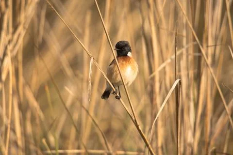 Siberian Stonechat Stock Photos