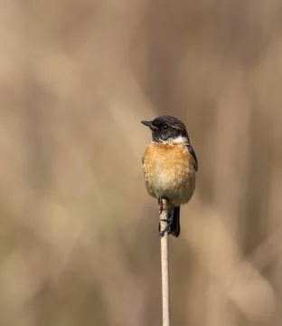 Siberian stonechat Stock Photos