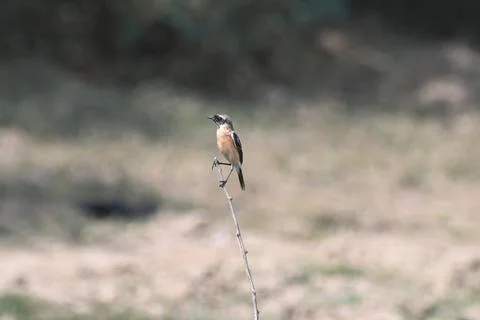 A siberian stonechat Stock Photos