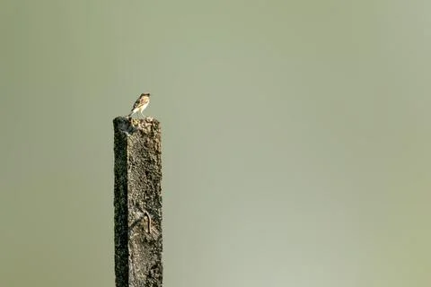 Siberian Stonechat Foto stock