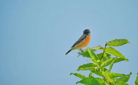 Siberian stonechat Stock-Fotos