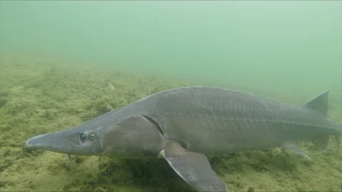 Siberian sturgeon Stock Footage 102157863