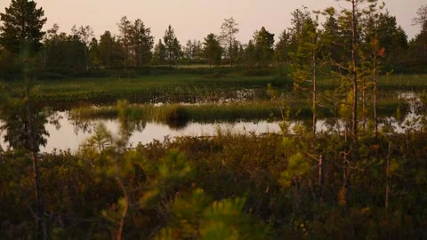 Siberian swamp in sunset Video stock 283019222