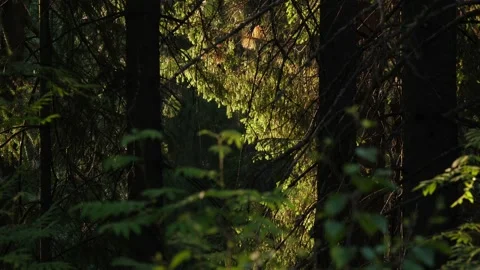 Siberian taiga in close-up Stock Footage 168527176