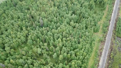 Siberian taiga Stock Footage 94844465