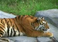 Siberian Tiger Alerted by Prey Footage
