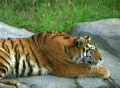 Siberian Tiger Alerted by Prey SD Footage