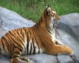 Siberian Tiger Alerted by Prey SD Footage