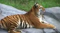 Siberian Tiger Alerted by Prey HD Footage