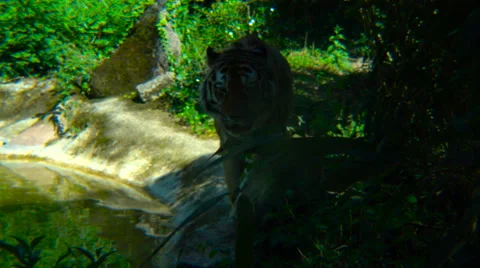 Siberian Tiger in captivity Stock Footage 66206338