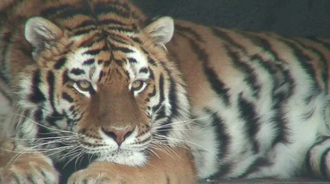 Siberian tiger, close-up Stock Footage 64333