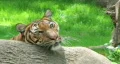 Siberian Tiger Close-up HD Footage