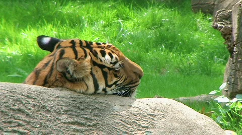 Siberian Tiger Close-up Stock Footage 140083