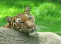 Siberian Tiger Close-up Footage
