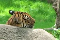 Siberian Tiger Close-up Footage