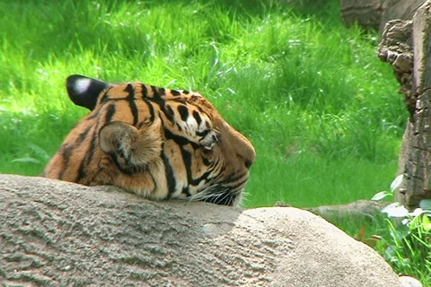 Siberian Tiger Close-up 動画素材 2751110