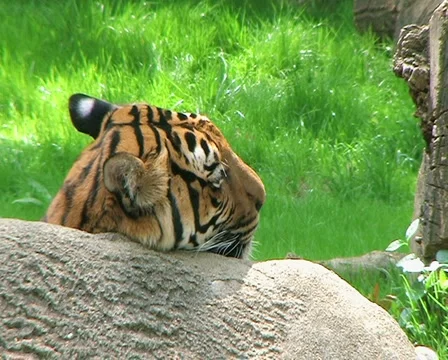 Siberian Tiger Close-up Stockbeeldmateriaal 2872508