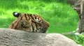 Siberian Tiger Close-up HD Footage