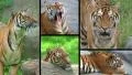 Siberian Tiger Composite HD Footage
