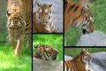 Siberian Tiger Composite Footage