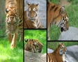 Siberian Tiger Composite SD Footage
