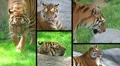 Siberian Tiger Composite HD Footage