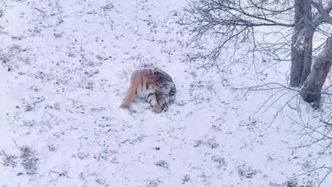 Siberian Tiger Cub Playing 4K Stockbeeldmateriaal 335077631