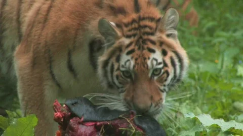 Siberian Tiger Cub Samples his Kill Stock-Footage 619437