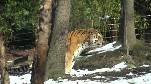 Siberian tiger defecating behind a tree Stock Footage 265527301