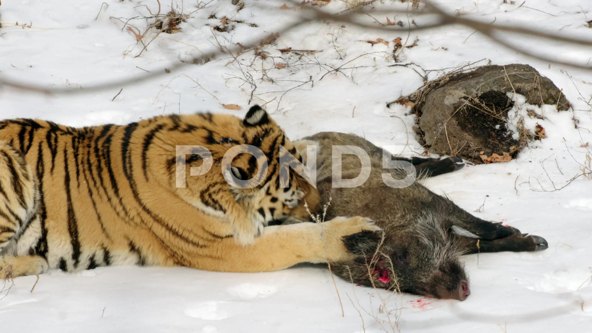 siberian tiger pictures eating