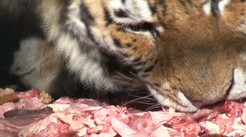 Siberian tiger eating,close-up Stock Footage