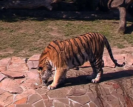 Siberian tiger. 스톡 동영상 1101618