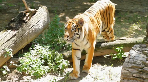 Siberian Tiger Stock Footage 37089657