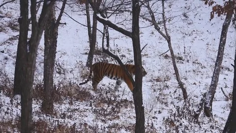 Siberian tiger goes through winter forest Stock Footage 72422018