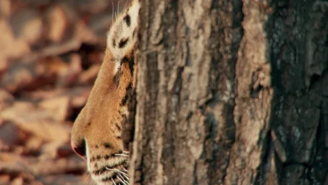 Siberian tiger head behind tree Stock Footage 138945406