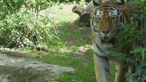 Siberian Tiger Jungle Video stock 90455693