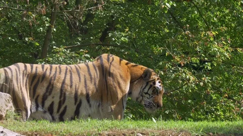 Siberian Tiger Jungle Video stock 90455758