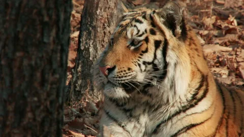 Siberian tiger laying down in forest Video stock 138945301