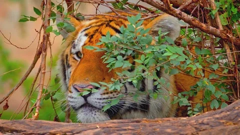 Siberian tiger looking through green leaves of thick bush in zoo cinematic slow Stock Footage 345484886