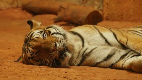 Siberian tiger lying down Stock Footage 84653282