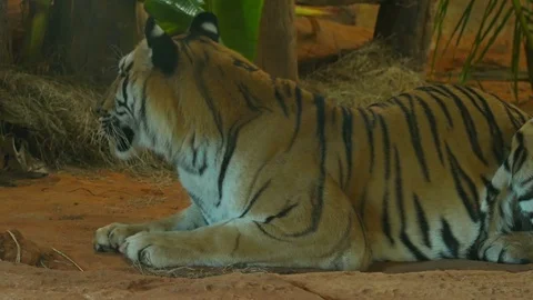 Siberian tiger lying down Stock Footage 84666611